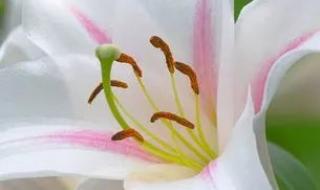 百合花的花语和寓意 百合花代表的含义